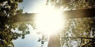 How Obedience Sets Us Free … Or Not